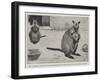 Baby Kangaroo, the First of the Brush-Tailed Rock Species Born at the Zoological Gardens-Cecil Aldin-Framed Giclee Print