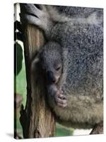 Baby Koala Bear (Phascolarctos Cinereus) in Pouch, Brisbane, Queensland, Australia, Pacific-James Hager-Stretched Canvas