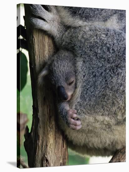 Baby Koala Bear (Phascolarctos Cinereus) in Pouch, Brisbane, Queensland, Australia, Pacific-James Hager-Stretched Canvas