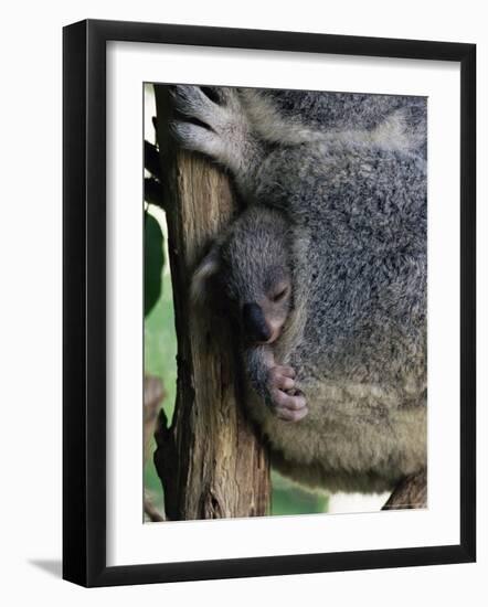 Baby Koala Bear (Phascolarctos Cinereus) in Pouch, Brisbane, Queensland, Australia, Pacific-James Hager-Framed Photographic Print