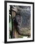 Baby Koala Bear (Phascolarctos Cinereus) in Pouch, Brisbane, Queensland, Australia, Pacific-James Hager-Framed Photographic Print