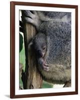 Baby Koala Bear (Phascolarctos Cinereus) in Pouch, Brisbane, Queensland, Australia, Pacific-James Hager-Framed Photographic Print