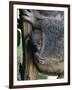 Baby Koala Bear (Phascolarctos Cinereus) in Pouch, Brisbane, Queensland, Australia, Pacific-James Hager-Framed Photographic Print