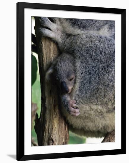 Baby Koala Bear (Phascolarctos Cinereus) in Pouch, Brisbane, Queensland, Australia, Pacific-James Hager-Framed Photographic Print