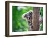 Baby Koala on a Tree.-undefined undefined-Framed Photographic Print