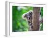Baby Koala on a Tree.-undefined undefined-Framed Photographic Print