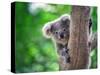 Baby Koala on a Tree.-undefined undefined-Stretched Canvas