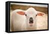 Baby Lamb With Black Nose Photo Poster-null-Framed Stretched Canvas