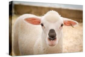 Baby Lamb With Black Nose Photo Poster-null-Stretched Canvas