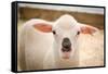 Baby Lamb With Black Nose Photo Poster-null-Framed Stretched Canvas