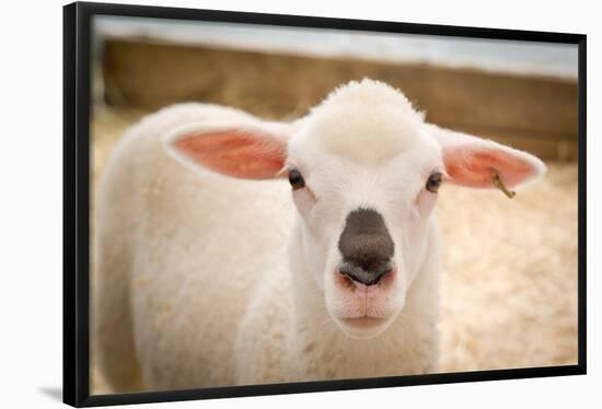 Baby Lamb With Black Nose Photo Poster-null-Framed Poster