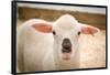 Baby Lamb With Black Nose Photo Poster-null-Framed Poster