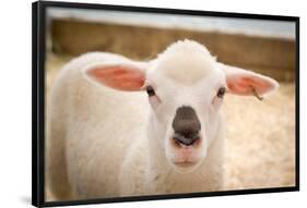 Baby Lamb With Black Nose Photo Poster-null-Framed Poster