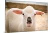 Baby Lamb With Black Nose Photo Poster-null-Mounted Poster
