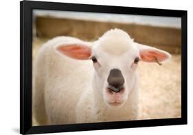 Baby Lamb With Black Nose Photo Poster-null-Framed Poster