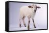 Baby Lamb-DLILLC-Framed Stretched Canvas