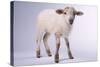 Baby Lamb-DLILLC-Stretched Canvas