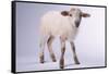 Baby Lamb-DLILLC-Framed Stretched Canvas