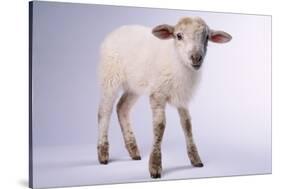 Baby Lamb-DLILLC-Stretched Canvas