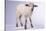 Baby Lamb-DLILLC-Stretched Canvas