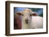 Baby Lamb-DLILLC-Framed Photographic Print