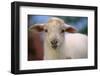 Baby Lamb-DLILLC-Framed Photographic Print