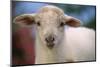 Baby Lamb-DLILLC-Mounted Photographic Print