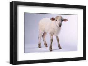 Baby Lamb-DLILLC-Framed Photographic Print