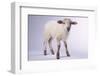 Baby Lamb-DLILLC-Framed Photographic Print