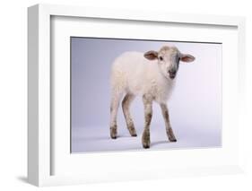 Baby Lamb-DLILLC-Framed Photographic Print