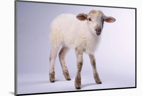 Baby Lamb-DLILLC-Mounted Photographic Print