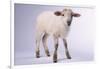 Baby Lamb-DLILLC-Framed Photographic Print