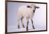 Baby Lamb-DLILLC-Framed Photographic Print