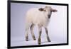 Baby Lamb-DLILLC-Framed Photographic Print