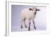Baby Lamb-DLILLC-Framed Photographic Print