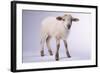 Baby Lamb-DLILLC-Framed Photographic Print