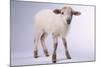 Baby Lamb-DLILLC-Mounted Photographic Print