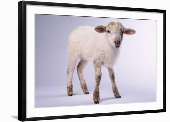 Baby Lamb-DLILLC-Framed Photographic Print