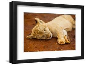 Baby Lion at Kruger National Park, Johannesburg, South Africa, Africa-Laura Grier-Framed Photographic Print