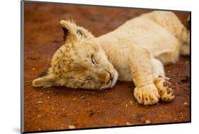 Baby Lion at Kruger National Park, Johannesburg, South Africa, Africa-Laura Grier-Mounted Photographic Print