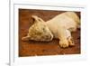 Baby Lion at Kruger National Park, Johannesburg, South Africa, Africa-Laura Grier-Framed Photographic Print