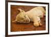 Baby Lion at Kruger National Park, Johannesburg, South Africa, Africa-Laura Grier-Framed Photographic Print