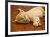 Baby Lion at Kruger National Park, Johannesburg, South Africa, Africa-Laura Grier-Framed Photographic Print