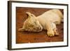Baby Lion at Kruger National Park, Johannesburg, South Africa, Africa-Laura Grier-Framed Photographic Print