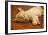 Baby Lion at Kruger National Park, Johannesburg, South Africa, Africa-Laura Grier-Framed Photographic Print