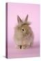 Baby Lion Head Rabbit (6 Wks Old)-null-Stretched Canvas