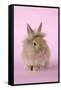 Baby Lion Head Rabbit (6 Wks Old)-null-Framed Stretched Canvas