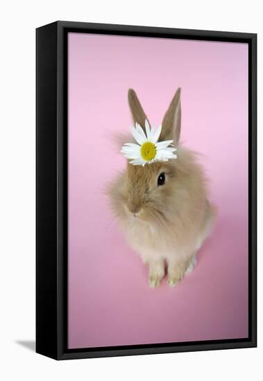 Baby Lion Head Rabbit (6 Wks Old)-null-Framed Stretched Canvas