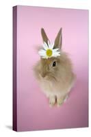 Baby Lion Head Rabbit (6 Wks Old)-null-Stretched Canvas