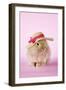 Baby Lion Head Rabbit (6 Wks Old)-null-Framed Photographic Print